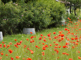 Vigna in Trentino (4)